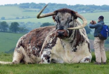 Questi animali hanno battuto tutti i record